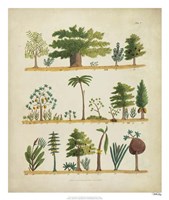 Arbor Sampler I Fine Art Print