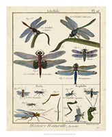 Histoire Naturelle Insects I Fine Art Print