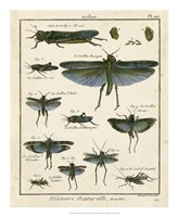 Histoire Naturelle Insects II Fine Art Print