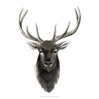 Western Animal Study V Fine Art Print
