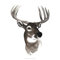 Western Animal Study VI Fine Art Print