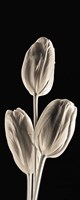 Tulips (panel) Fine Art Print