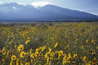 Colorado Mtns Daisies Fine Art Print