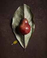 Leaf and Pear 4 Fine Art Print