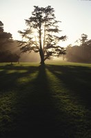 Tree and Light Fine Art Print