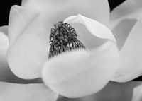 Magnolia Fine Art Print
