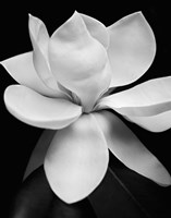 Magnolia by Michael Harrison - various sizes