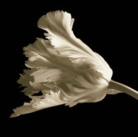 Tulip Fine Art Print