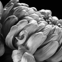 Mum I Fine Art Print