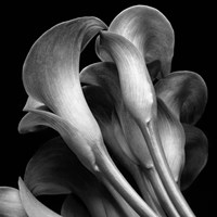 Lillies2 Fine Art Print