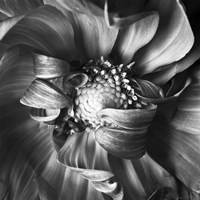 Dahlia 1 Fine Art Print