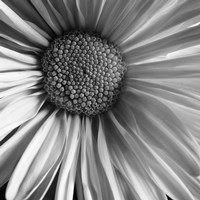 Daisy Fine Art Print
