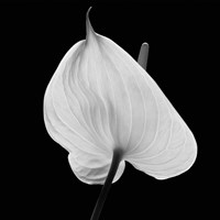 Floral Tropical 1 Fine Art Print