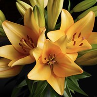 Peach Delight Fine Art Print