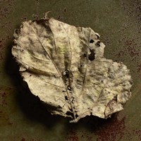 Leaf Torn Fine Art Print