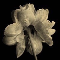 Flower Sepia Fine Art Print