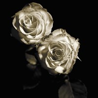 Circus Roses Fine Art Print