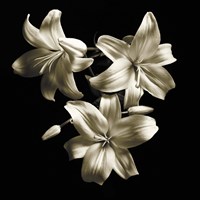 Three Lilies Fine Art Print
