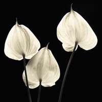 Three Tropicals Fine Art Print