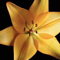 Orange Delight Fine Art Print