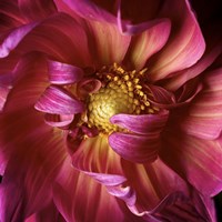 Red Delight Fine Art Print