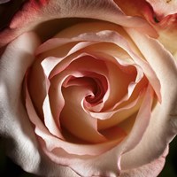 Pink Delight Fine Art Print