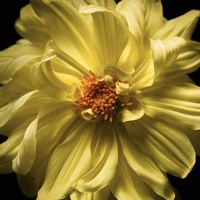 Yellow Delight Fine Art Print