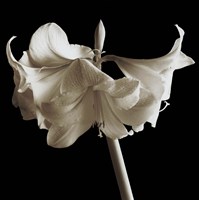 Amaryllis Fine Art Print