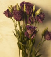 Lisianthus Fine Art Print
