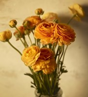 Ranunculus Fine Art Print
