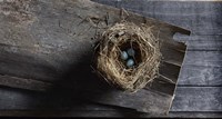 Nest Eggs Fine Art Print