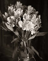 Alstroemeria Fine Art Print
