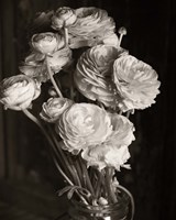 Ranunculus Fine Art Print