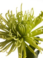 Green Chrysanthemum 1 Fine Art Print