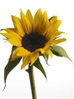 Sunflower 2 Fine Art Print
