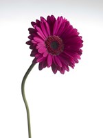 Pink Gerbera 1 Fine Art Print
