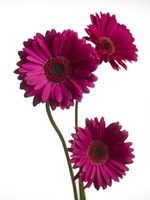 Pink Gerbera 2 Fine Art Print