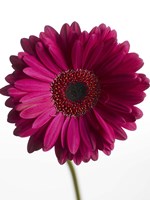 Pink Gerbera 3 Fine Art Print
