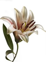 Lily 1 Fine Art Print