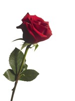 Red Rose 1 Fine Art Print