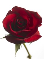 Red Rose 2 Fine Art Print