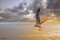 Soft Sunrise on the Beach 5 Fine Art Print