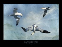 Gannets Trio Fine Art Print