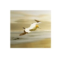 Alcatraz Fine Art Print