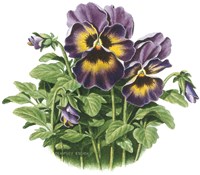 Lavender Faces Fine Art Print