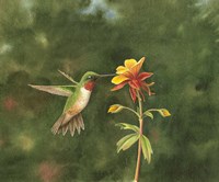 Sweet Columbine Fine Art Print