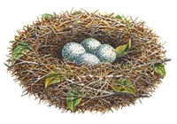 Cardinal Nest by Dempsey Essick - various sizes - $16.49