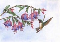 Fushia's Delight Fine Art Print