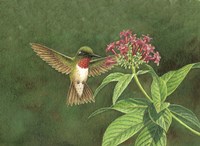 Pentas for Hummer Fine Art Print