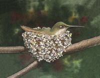 Hummer a Nesting Fine Art Print